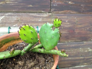 Zuwachs bei Familie Kaktus